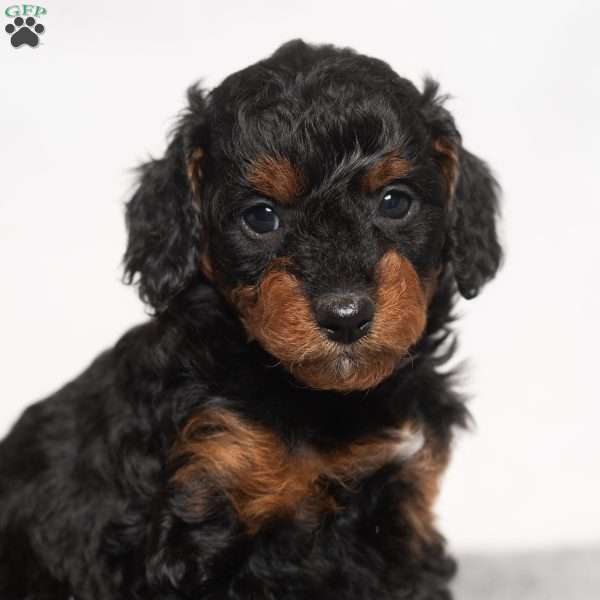 Misty, Cavapoo Puppy